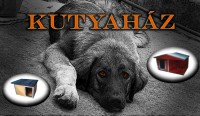 Más kutyák......